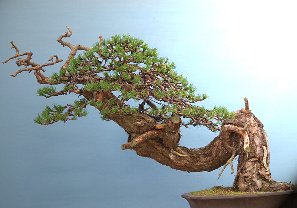 Yamadori scots pine bonsai tree. Kevin Willson Bonsai Collaboration