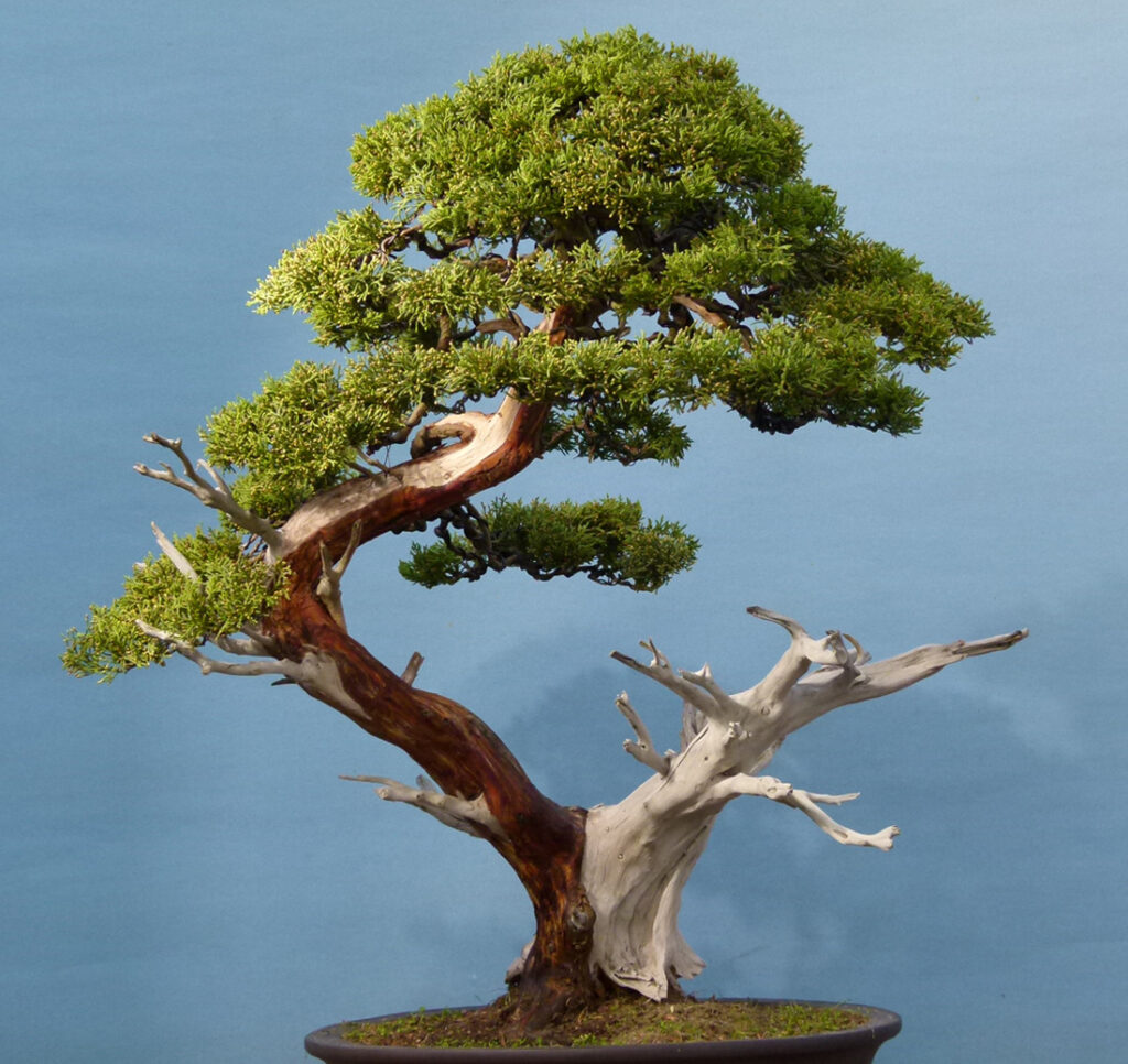 The Triffid's Return-Garden Juniper Bonsai Tree