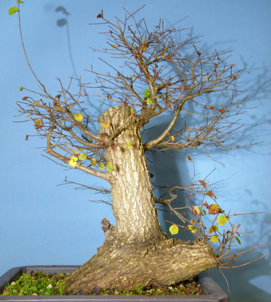 Life Can Hit Us All Pretty Hard Sometimes - Field elm bonsai material. What to do?