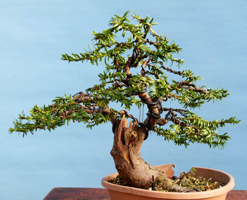Yew tree Bonsai 