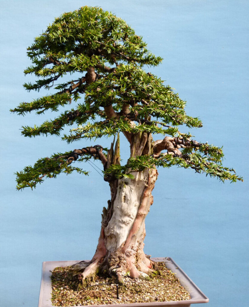 Yew tree bonsai.