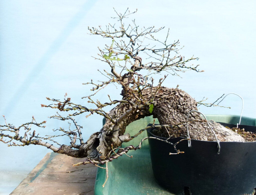 Yamadori oak bonsai.