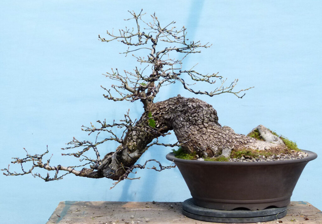 Yamadori oak bonsai