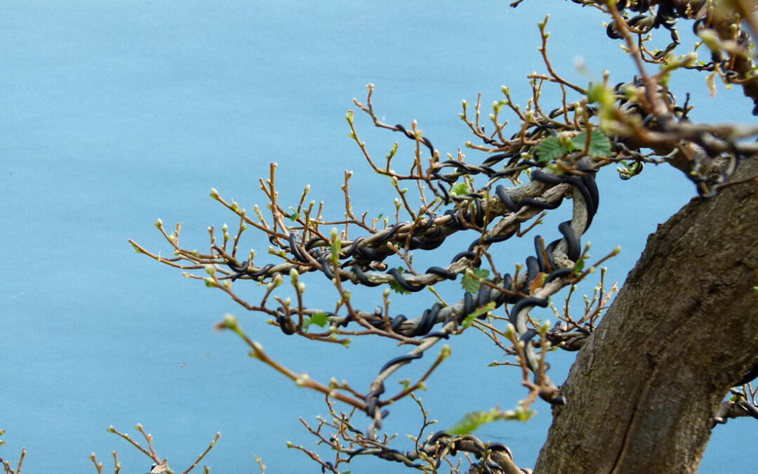 Defoliation – What You Need To Know