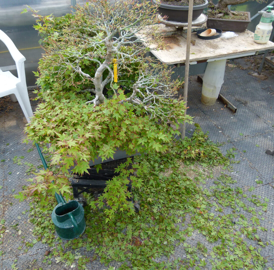 I Got Off The Subject Graham Potter Kaizen Bonsai Blog