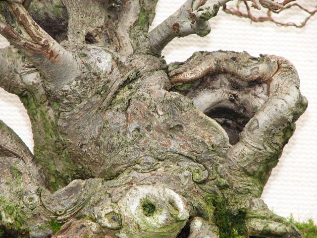 trunk detail