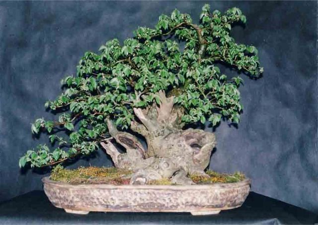 elm bonsai