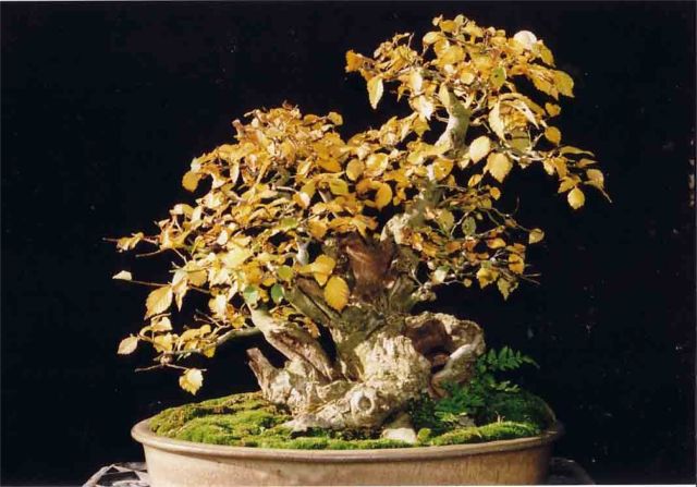 bonsai elm in Autumn