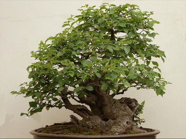 elm bonsai