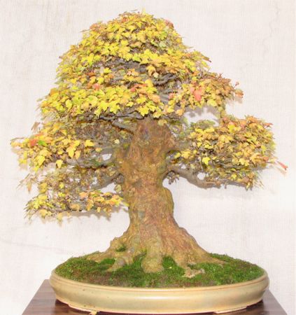 Healthy bonsai