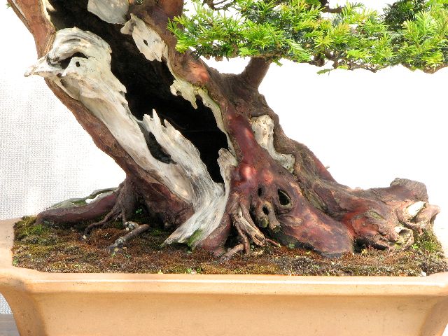 trunk detail on yew bonsai
