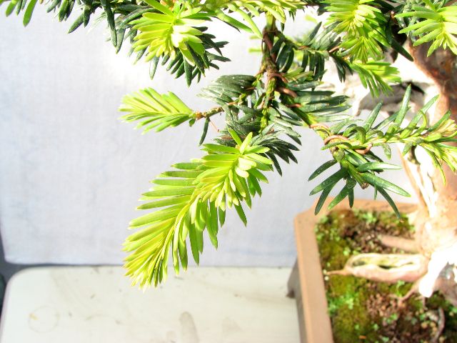spring growth on yew