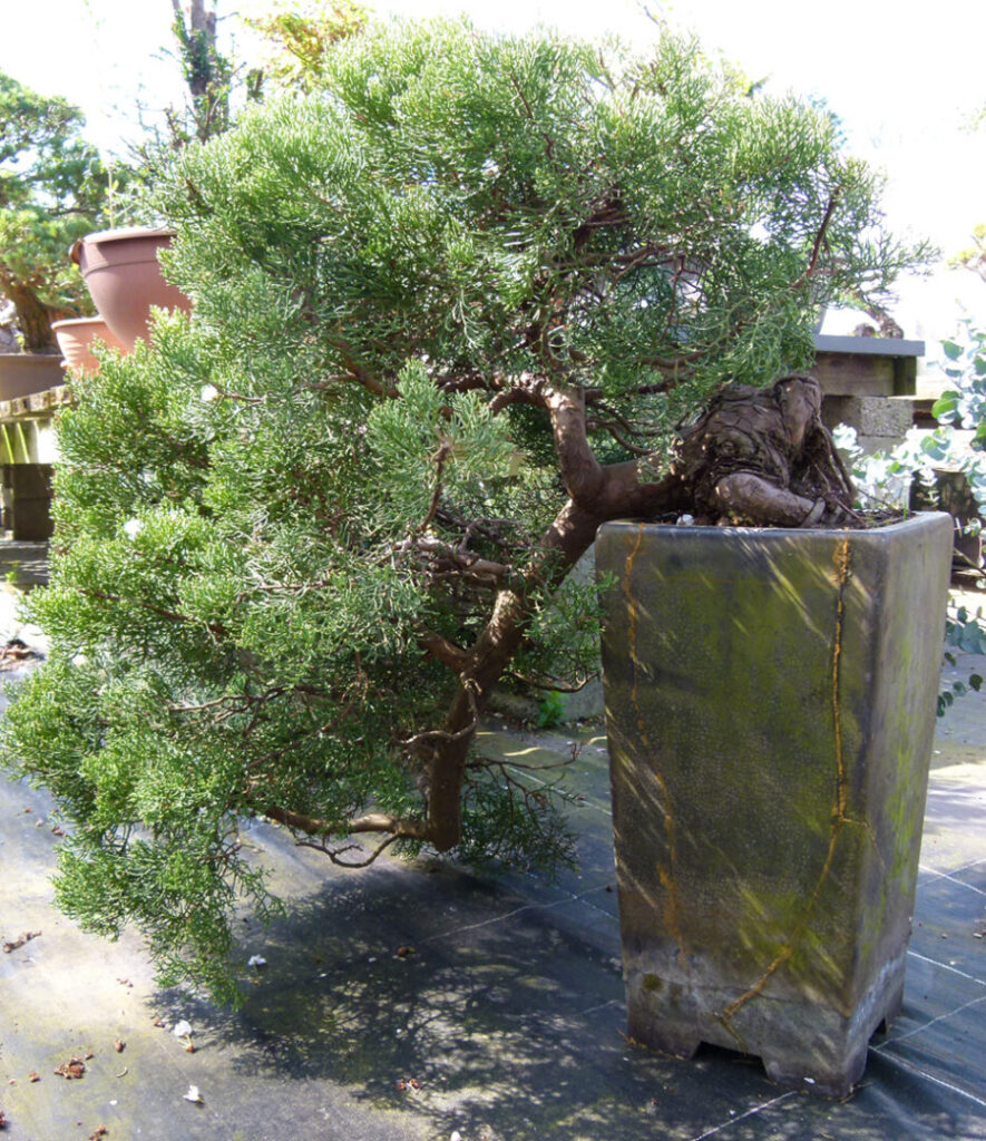 Great British Bonsai