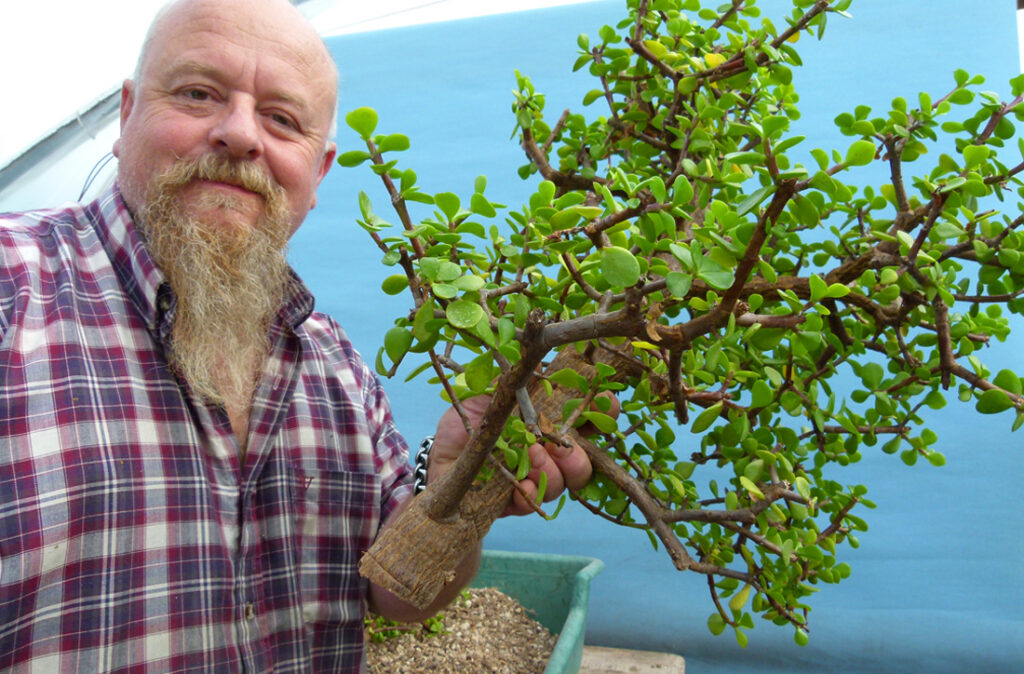 Easy portulacaria bonsai