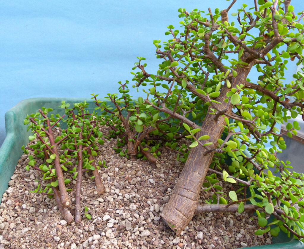 Easy portulacaria bonsai