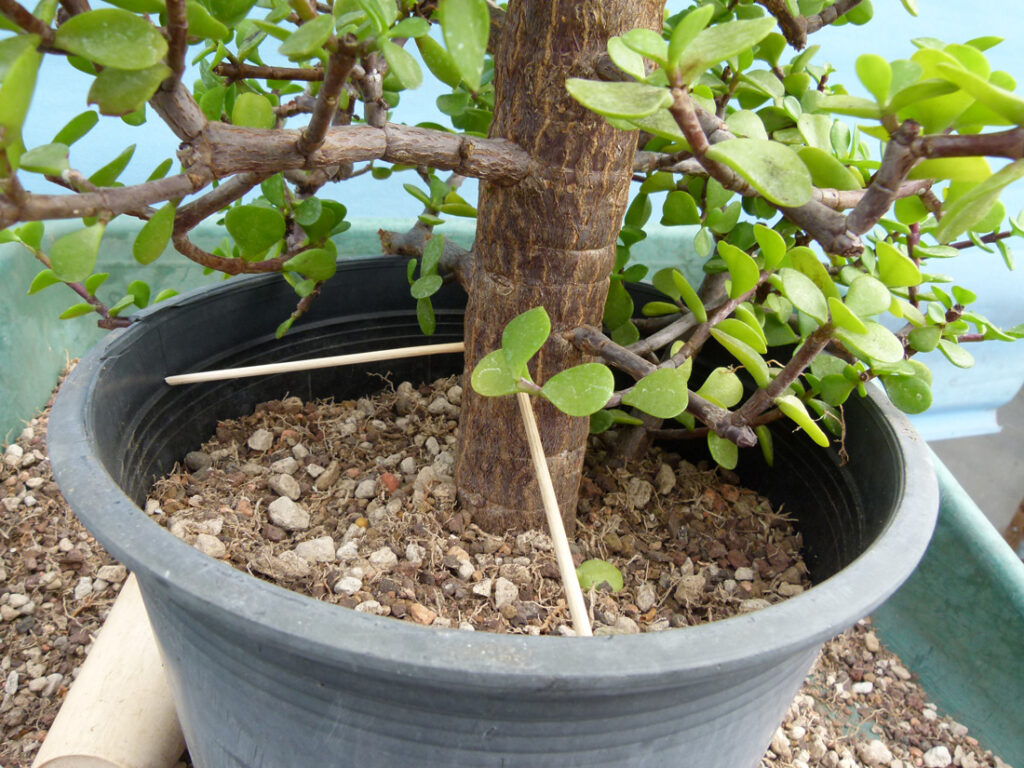 PORTULACARIA AFRA en BONSAÏ 🌱NEJIKAN BONSAI 🌱 