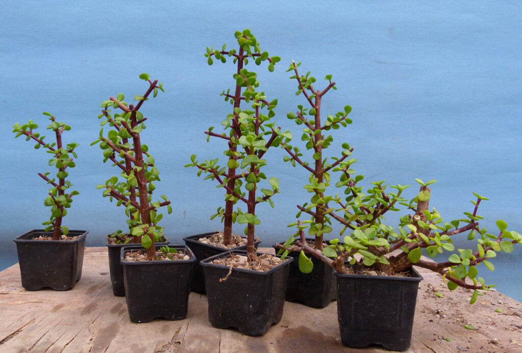 Portulacaria cuttings