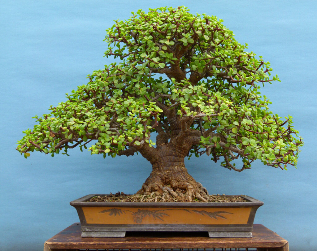 Easy portulacaria bonsai