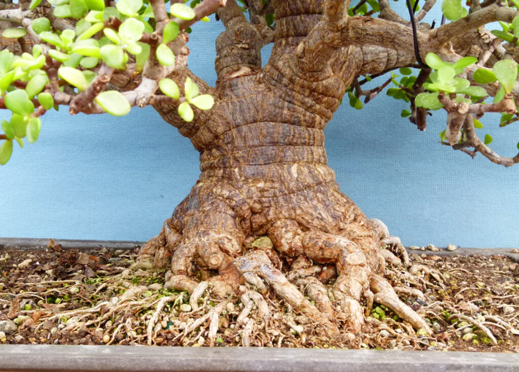 Easy portulacaria bonsai