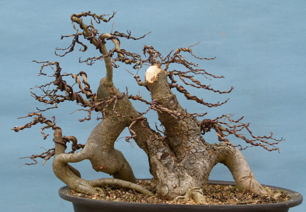 In bonsai you just have to do the best you can with what you got.