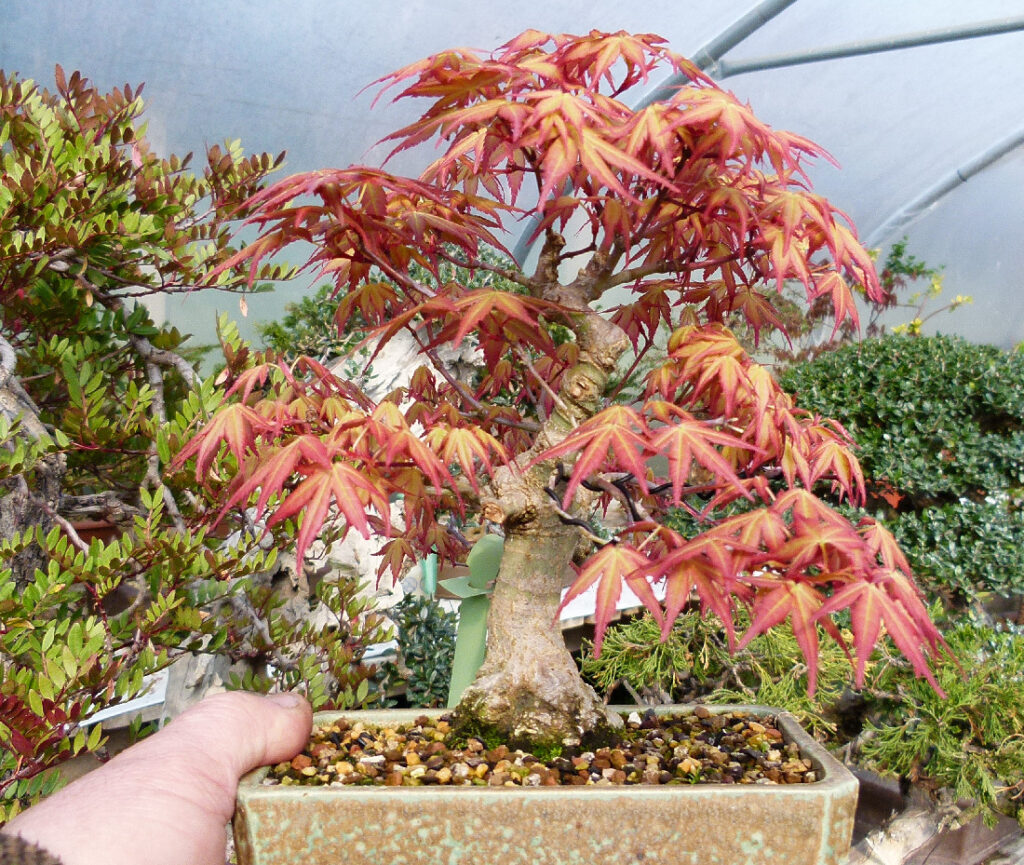 Everyone in Bonsai loves a spring maple don't they?