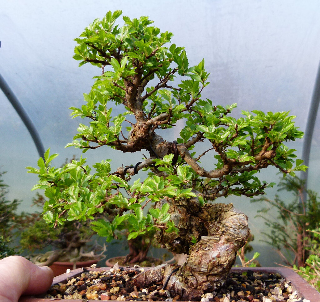 Little nire elm grown from a cutting waking up.