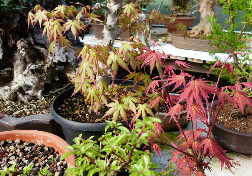 Spring colours. Always a great time in the bonsai garden.