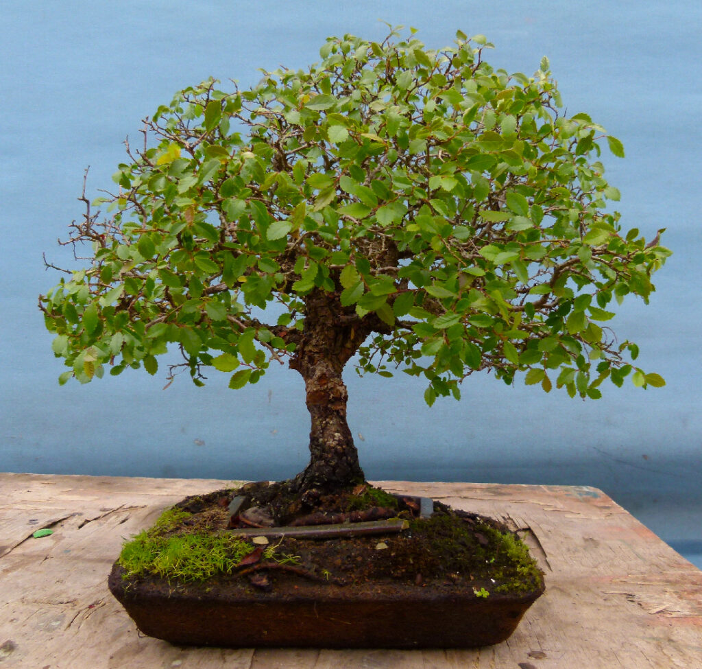 Neglected Chinese elm.