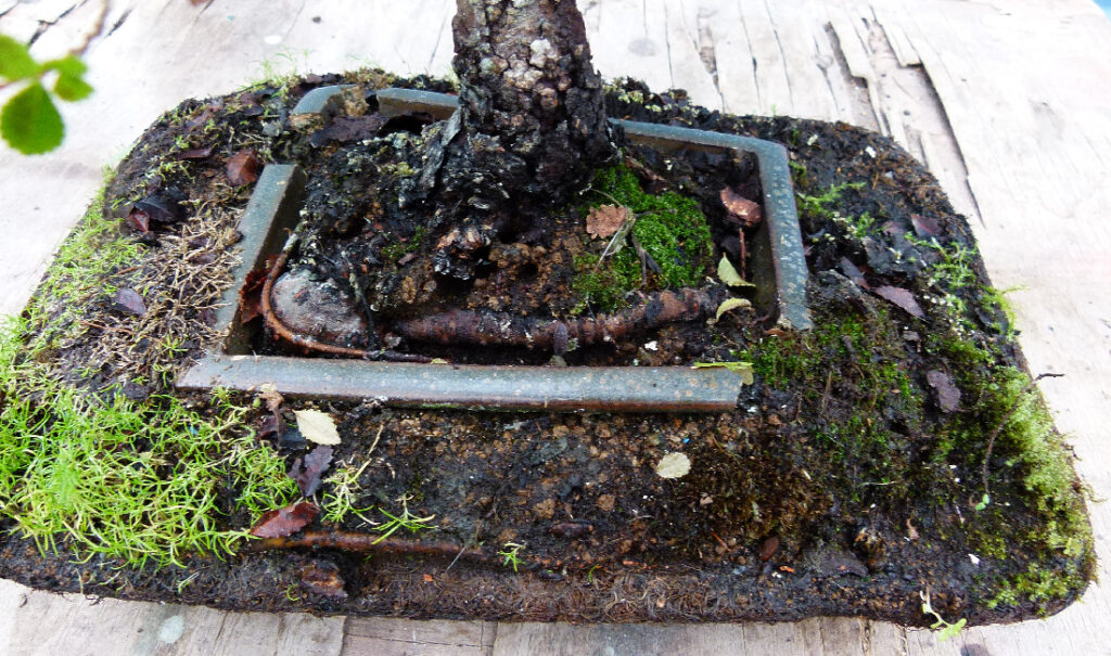 Chinese elm bonsai restoration.