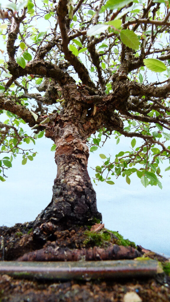 Chinese elm bonsai tree with a craggy trunk