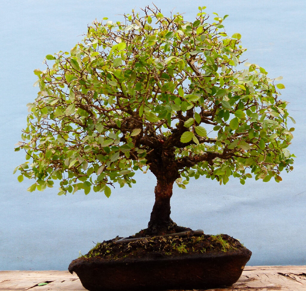 Chinese elm bonsai technique