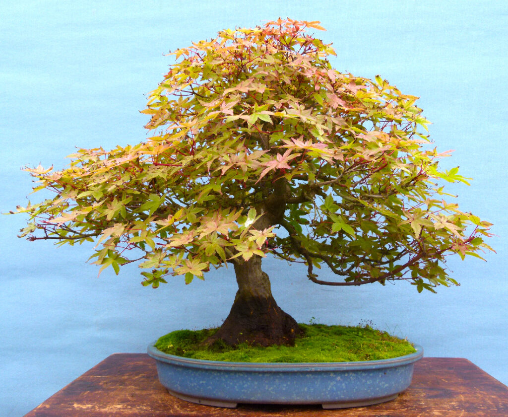 Deshojo maple bonsai tree, How To Stop Killing Bonsai Trees - Thoughts On Winter Care