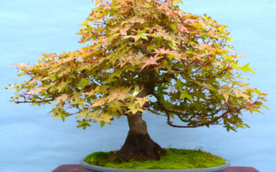 How To Stop Killing Bonsai Trees – Thoughts On Winter Care