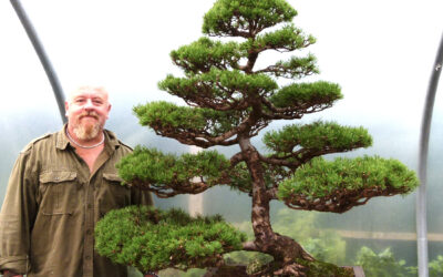 New Bonsai Videos (2) Available Now