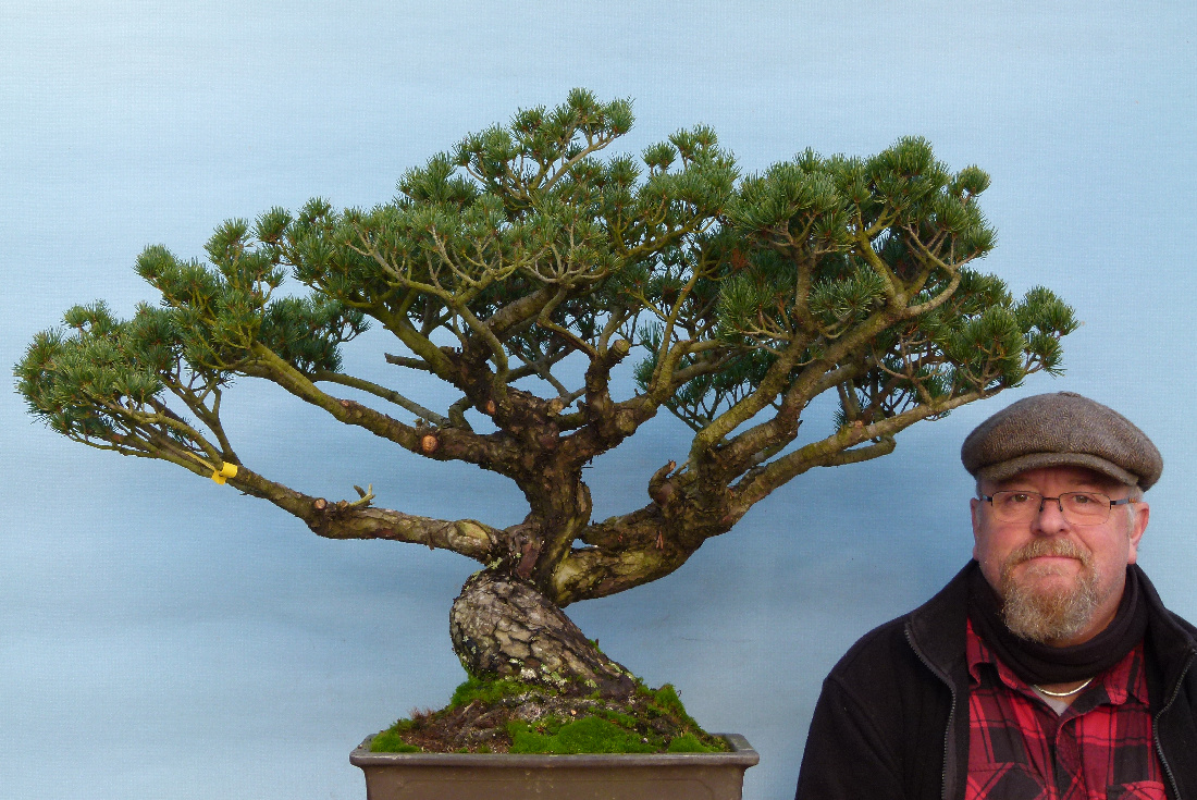 Dwarf foliage white pine bonsai material on sale now