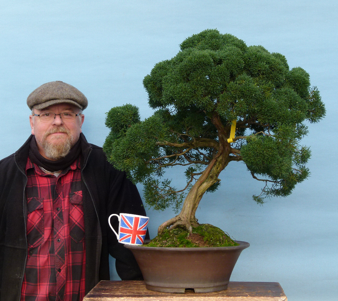 Japanese juniper bonsai available now.