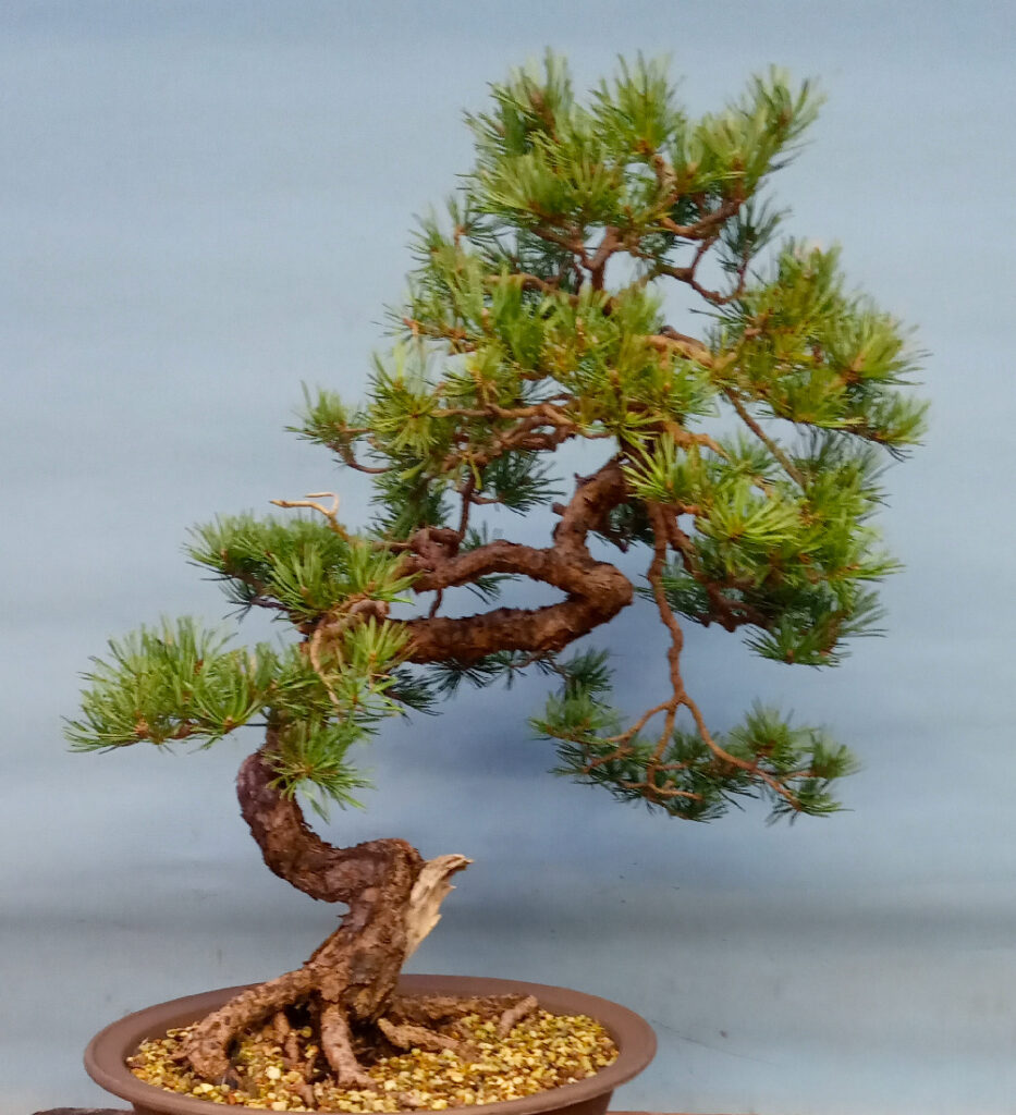 Caledonian scots pine