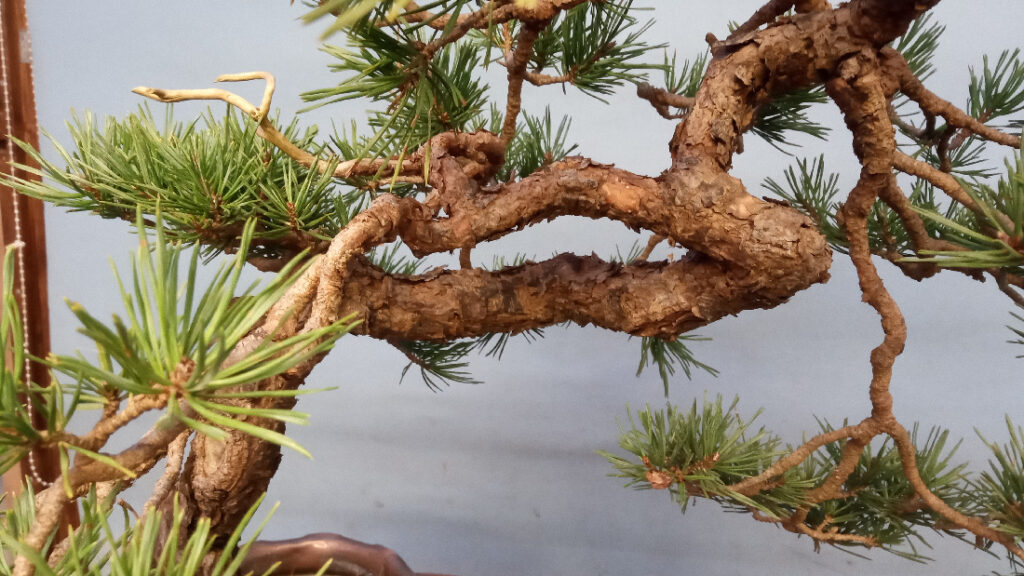 Caledonian scots pine bonsai.