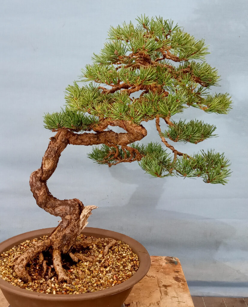 Caledonian scots pine bonsai