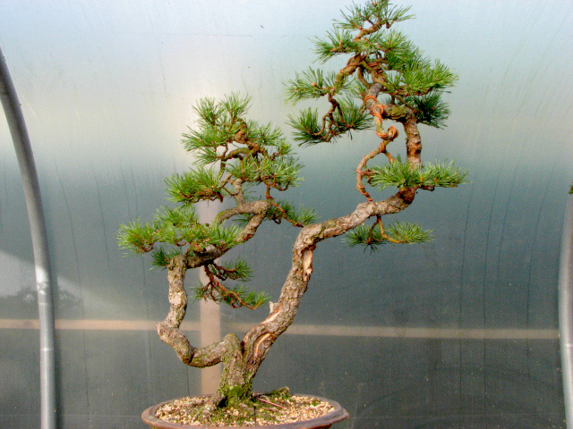 Caledonian scots pine