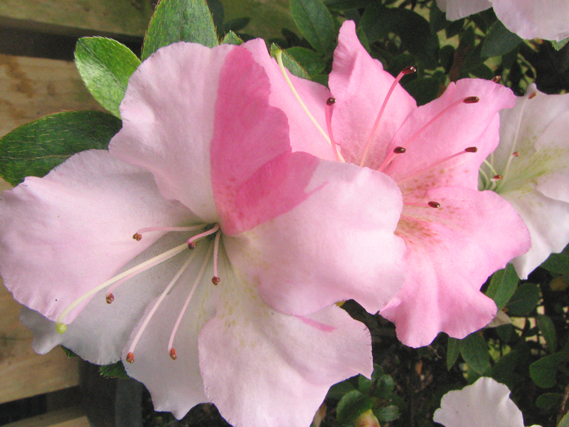 On A Roll – Yet Another New Video.