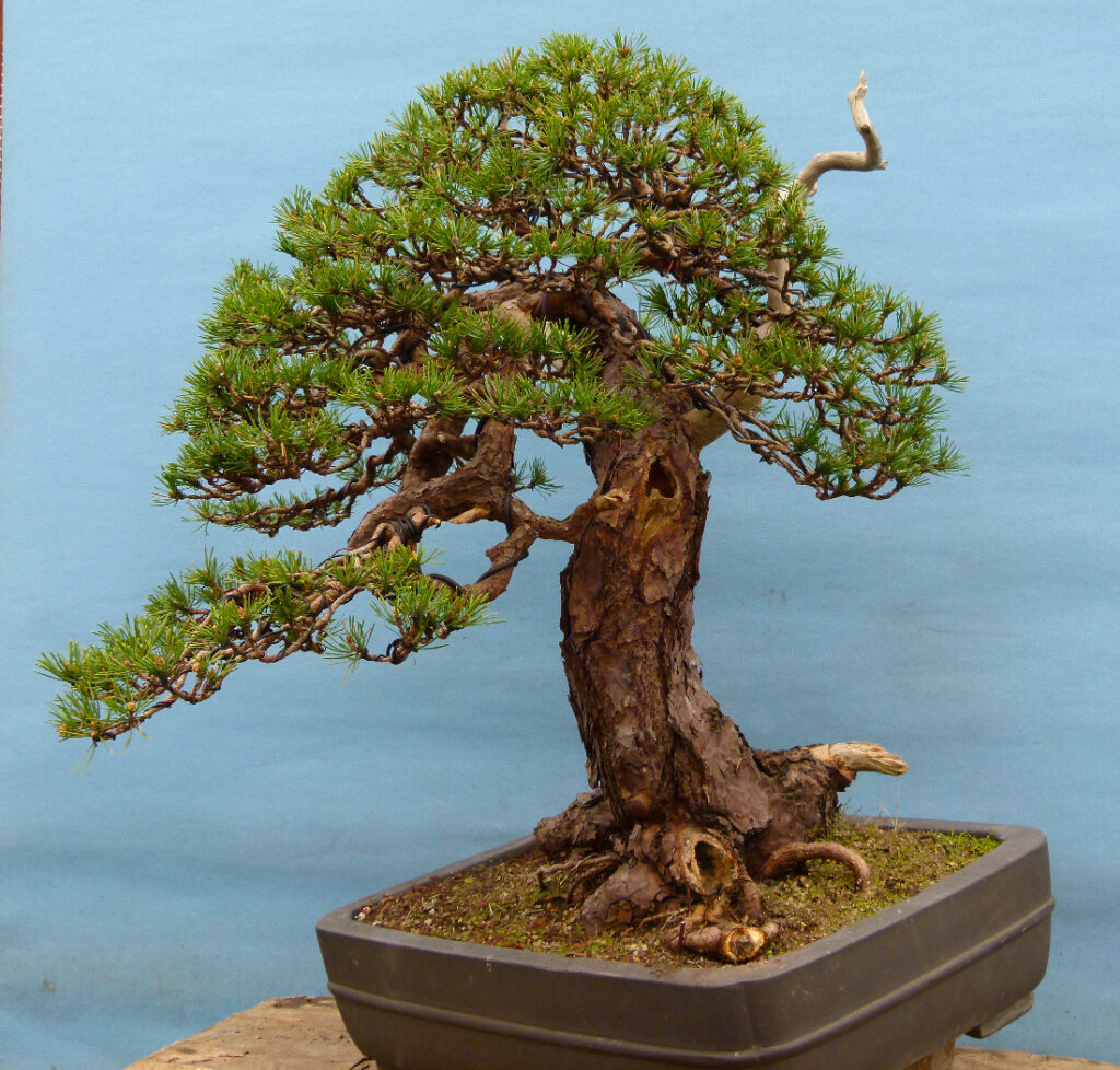 Scots pine bonsai.