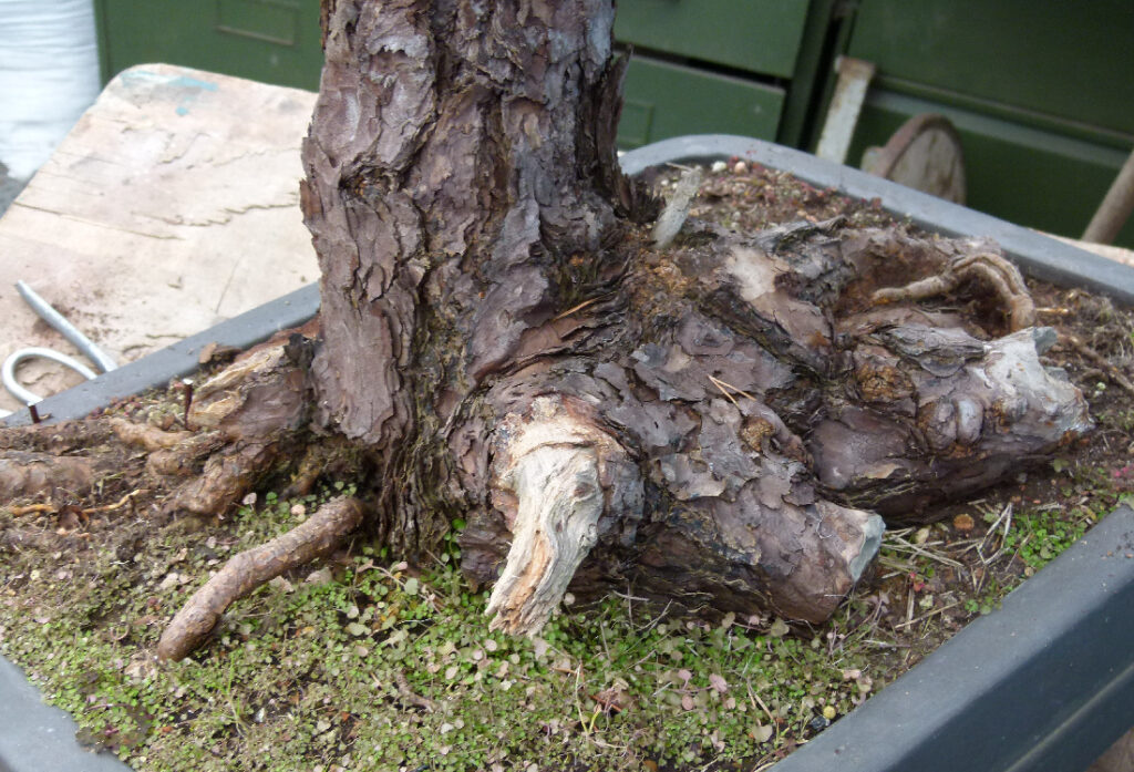 Scots pine bonsai