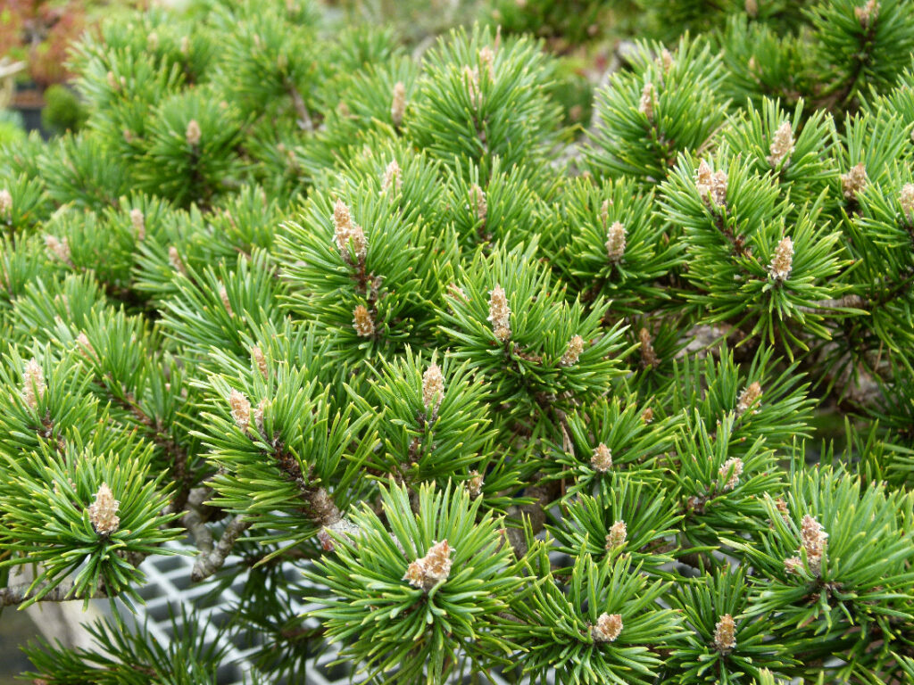 scots pine bonsai