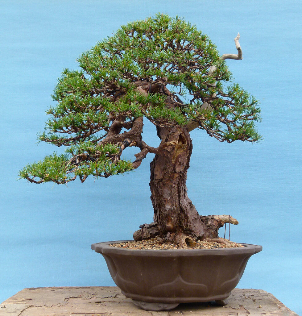 Scots pine bonsia.