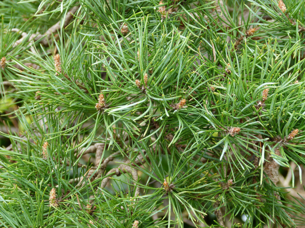 scots pine bonsai