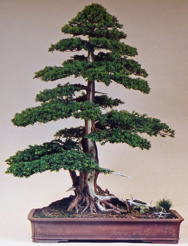 Great British Bonsai