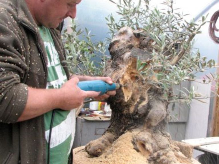 bonsai technique Graham Potter
