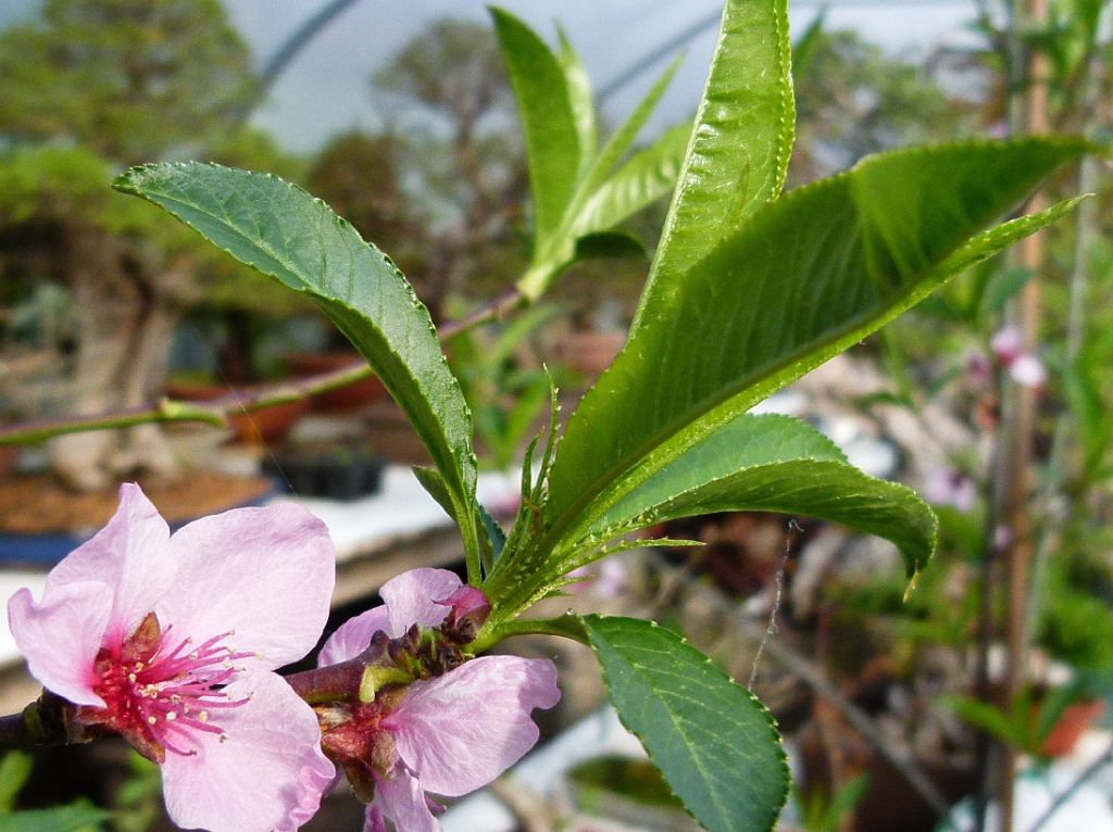 bonsai tree care