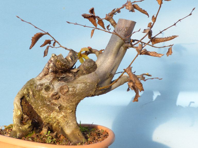 bonsai tree creation